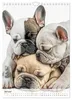 Französische Bulldogge - ein Hund für die Familie Produktbild-Vorschau 15
