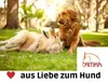 Hundehalsband Prism Choice aus Nylon 2,5 cm breit Halsband Produktbild-Vorschau 2