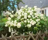 A large white hydrangea bush in full bloom, situated in a garden with a wooden fence in the foreground and a house in the background. Produktbild-Vorschau