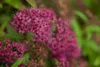 Spiraea japonica 'Anthony Waterer', Rote Sommerspiere, Produktbild-Vorschau 10