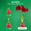 Amaryllis en cire, rouge - 2 bulbes d'amaryllis en cire - Voir les images du produit 4