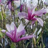 Bakker.com - Tulpen-Magnolie, Der topf / 2L / Lieferhöhe Produktbild-Vorschau 7