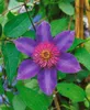 Clematis Hybride 'Multi Blue', Clematis, blau, 80–100 cm Produktbild-Vorschau 8