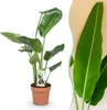 Green boutiQ - Zimmerpflanzen - Strelitzia Nicolai - Produktbild-Vorschau 1