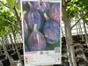 Feigenbaum 150-180 cm Obstbaum winterhart kräftiger Stamm, Produktbild-Vorschau 3