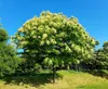 Lot de 2 Castanea sativa – châtaignier – hauteur 60 cm – Voir les images du produit 6