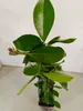 Psidium cattleianum "Red", guava jahodová, výška 50-60 cm, Náhled obrázku produktu 4