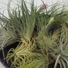 Tillandsien Luftpflanzen - 12 Stk - Tillandsia - Höhe Produktbild-Vorschau 3