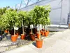 Citrus Yuzu 100 - 120 cm, Zitronenbaum Zitrone, japanische Produktbild-Vorschau 3