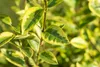 A close-up of variegated leaves on a plant stem. Produktbild-Vorschau