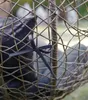 Hängesessel Kissen, Polster für Polyrattan / Rattan Produktbild-Vorschau 10