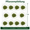 Stauden Gänge 1 x Festuca gautieri - Bärenfellgras - Produktbild-Vorschau 10
