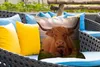 MuchoWow® Outdoor Kissen - Schottisches Hochlandrind - Produktbild-Vorschau 4