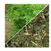 Herbs from Poland Einjähriger Beifuß – Stärkt das Produktbild-Vorschau 2