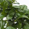Drzewko herbaciane Fukien - Carmona microphylla - Wysokość Podgląd zdjęcia produktu 4
