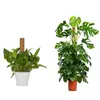 Deco4Home, oporná tyč z kokosového vlákna, 150 cm x 32 mm x Náhľad obrázku produktu 4