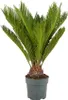 A potted Cycas Revoluta plant against a white background. Produktbild-Vorschau