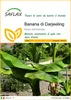 SAFLAX  - Banana di Darjeeling - 5 semi - Musa Anteprima dell’immagine prodotto 1