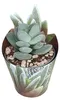 Crassula tecta – "Eidechsenhaut"-Crassula – Seltenheit – Produktbild-Vorschau 1