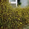 Bloomique - Lot de 2 - Jasminum Nudiflorum - Jasmin d'hiver Voir les images du produit 7