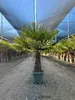 Trachycarpus Fortunei Palmier éventail chinois, 140-160 cm, Voir les images du produit 4