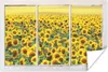 MuchoWow® Poster Transparent - Sonnenblume - Gelb 120x80 cm Produktbild-Vorschau 1