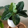 Zebrapflanze - Aphelandra squarrosa 'Botanica' - Höhe Produktbild-Vorschau 4