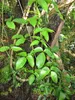 Jade-Blume (Strongylodon macrobotrys)  - 1 gekeimter Samen Produktbild-Vorschau 3
