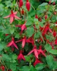 Fuchsia magellanica 'M.Popple', Fuchsie, rot-violett, ca. Produktbild-Vorschau 4