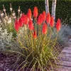 Stauden Gänge 1 x Kniphofia 'Redhot Popsicle' - Rote Produktbild-Vorschau 2