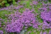 Stauden Gänge 3 x Thymus praecox 'Red Carpet‘ - Roter Produktbild-Vorschau 7