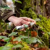Profumo di urina per cervi 100ml Anteprima dell’immagine prodotto 4