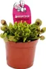 Pianta tubolare - Sarracenia psittacina Hybr. "Scarlett Anteprima dell’immagine prodotto 2