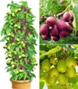 BALDUR Garten 3er DUO-Kiwi-Turm-Kollektion, Pflanzen im 9x9 Produktbild-Vorschau 1