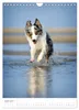Australian Shepherds (Wandkalender 2027 DIN A4 hoch), Produktbild-Vorschau 9