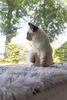 Beeztees Fensterbankauflage Blizz Katze Plüsch grau 65 x 27 Produktbild-Vorschau 3