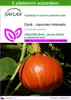 SAFLAX - Dýně - Japonsko Hokkaido - Cucurbita maxima - 10 Náhled obrázku produktu 1