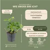 Plants by Frank | 24 Ysander Pflanzen | Pachysandra Produktbild-Vorschau 4
