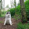 guinzaglio multifunzionale lionto, guinzaglio per cani Anteprima dell’immagine prodotto 9