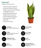 Dehner Bogenhanf Laurentii, Sansevieria trifasciata, Produktbild-Vorschau 2