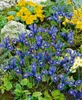 Iris reticulata 'Harmony', Zwerg-Iris, blau, ca. 9x9 cm Produktbild-Vorschau 8