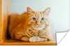 MuchoWow® Poster Katze - Holz - Schrank 180x120 cm - Produktbild-Vorschau 1