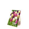 Bloomique - Mélange de 20 - Tulipa Rainbow Mix - Bulbes de Voir les images du produit 2