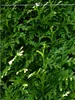 Lebensbaum Thuja Brabant 180-200 cm, 20x Heckenpflanze Produktbild-Vorschau 4