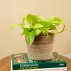 2x Scindapsus Epipremnum Golden Pothos P12 H25 Produktbild-Vorschau 3