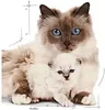 Royal Canin BABYCAT INSTINCTIVE - Nassfutter für Katzen - Produktbild-Vorschau 15