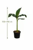 Musa Basjoo winterharte Banane 100-140 cm  winterfest  Produktbild-Vorschau 5