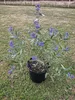 Bartblume ´DARK KNIGHT´ 40-50 cm, kont. 2,5 l Produktbild-Vorschau 4