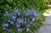 Stauden Gänge 10 x Geranium pratense 'Johnson's Blue' - Produktbild-Vorschau 3