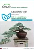 SAFLAX - Libanonský cedr - Cedrus libani - 20 Semena Náhled obrázku produktu 1